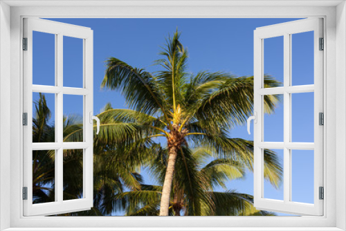 Fototapeta Naklejka Na Ścianę Okno 3D - Palm tree and blue sky