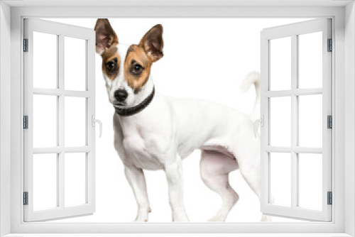 Fototapeta Naklejka Na Ścianę Okno 3D - Standing Jack Russell Terrier in front of white background