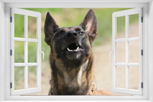Fototapeta Naklejka Na Ścianę Okno 3D - Hund tolle Nahaufnahme