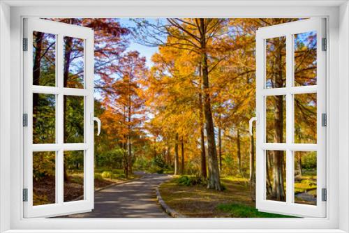 Fototapeta Naklejka Na Ścianę Okno 3D - 秋の遊歩道と紅葉する針葉樹