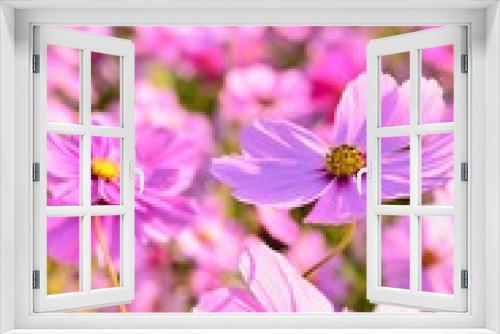 Fototapeta Naklejka Na Ścianę Okno 3D - 一面のコスモスの花畑