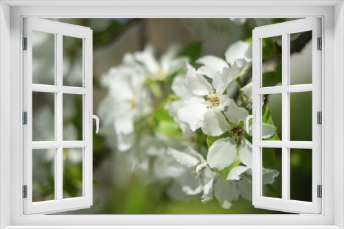 Fototapeta Naklejka Na Ścianę Okno 3D - blooming apple tree in spring