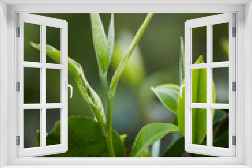 Fototapeta Naklejka Na Ścianę Okno 3D - green fresh tea leaf 