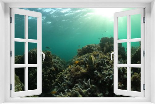 Fototapeta Naklejka Na Ścianę Okno 3D - fond marin, snorkeling, Cabilao, Philippines