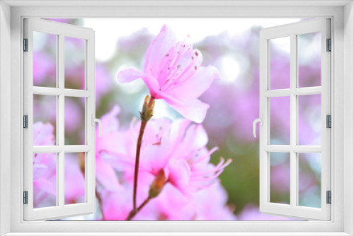 Fototapeta Naklejka Na Ścianę Okno 3D - 春に歌う陽気な陰陽なピンクの梅の花