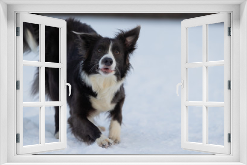 Fototapeta Naklejka Na Ścianę Okno 3D - Dog Border Collie on a walk in winter