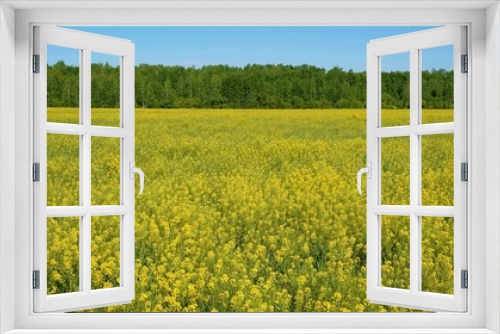 Fototapeta Naklejka Na Ścianę Okno 3D - Beautiful field of yellow wildflowers
