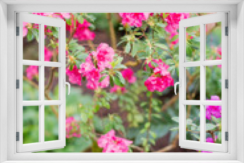 Fototapeta Naklejka Na Ścianę Okno 3D - azalea flower in flower pot