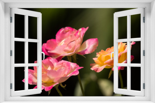Fototapeta Naklejka Na Ścianę Okno 3D - Yellow mix pink  rose flower