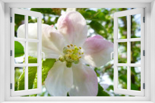 Fototapeta Naklejka Na Ścianę Okno 3D - Spring blooming tree, gentle white and pink flowers. Apple blossom on green soft focus background, branch of a blossoming apple tree on garden background, spring time nature concept.