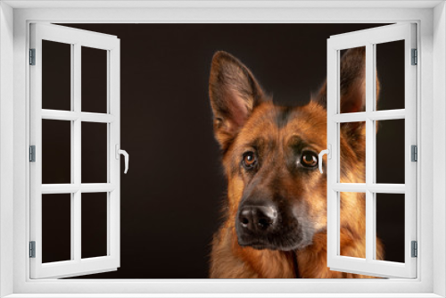 Fototapeta Naklejka Na Ścianę Okno 3D - Portrait of beautiful Germad Shepherd dog
