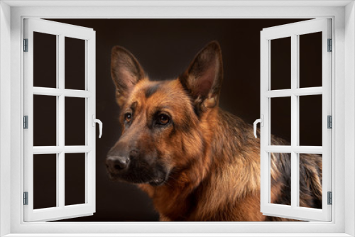 Fototapeta Naklejka Na Ścianę Okno 3D - Portrait of beautiful Germad Shepherd dog 