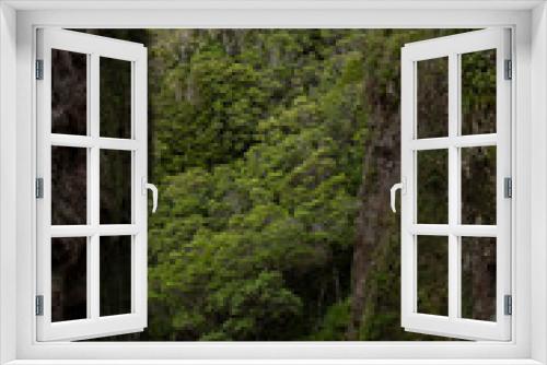 Fototapeta Naklejka Na Ścianę Okno 3D - Great Barrier Island: Trees Framed by Rock