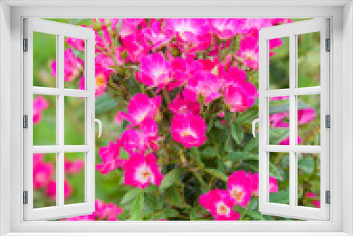Fototapeta Naklejka Na Ścianę Okno 3D - Rose garden