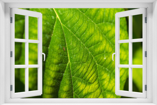 Fototapeta Naklejka Na Ścianę Okno 3D - Green kiwi leaves on the vine, close up