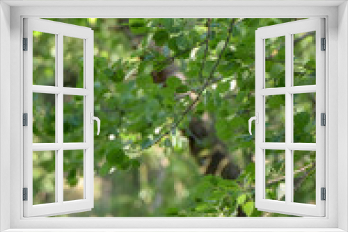Fototapeta Naklejka Na Ścianę Okno 3D - Baum, Blätter, Grün, Licht, Wald, Wälder, Leben, Natur, Hintergrund