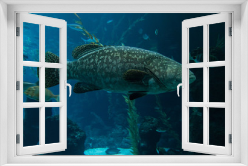Fototapeta Naklejka Na Ścianę Okno 3D - A grouper (Epinephelus marginatus) swimming in an aquarium in the foreground