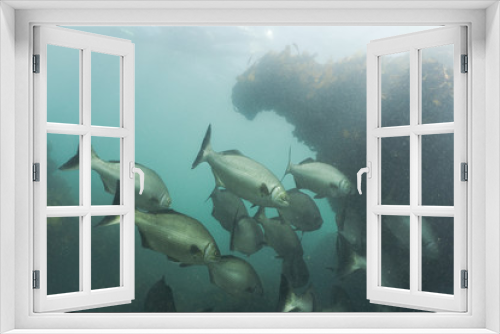 Fototapeta Naklejka Na Ścianę Okno 3D - Schooling fish in green water