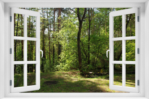 Fototapeta Naklejka Na Ścianę Okno 3D - Sunny day walk view in the green spring forest