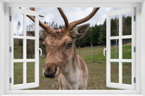 Fototapeta Naklejka Na Ścianę Okno 3D - A Fallow Deer Buck with Antlers in the Enclosure at a Farm or Breeder
