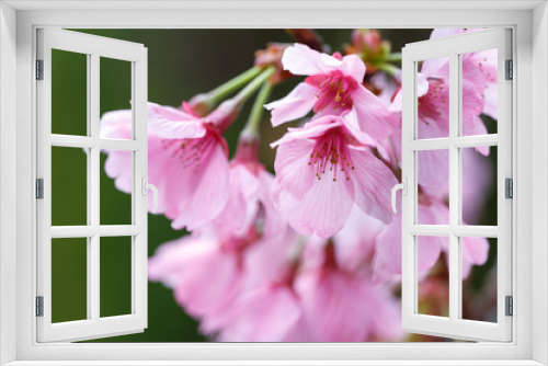 Fototapeta Naklejka Na Ścianę Okno 3D - 桜の花　春イメージ