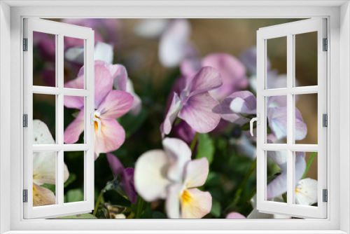 Fototapeta Naklejka Na Ścianę Okno 3D - 紫色のビオラの花