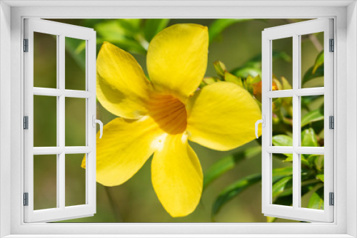 Fototapeta Naklejka Na Ścianę Okno 3D - Yellow flower of Allamand plant (Allamanda cathartica) closeup.