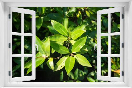 Fototapeta Naklejka Na Ścianę Okno 3D - Mangrove leaves in natural light.