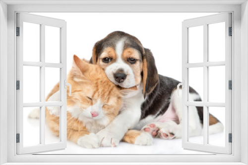 Fototapeta Naklejka Na Ścianę Okno 3D - Beagle puppy chews cat's ear and hugs his. isolated on white background