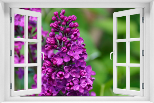 Fototapeta Naklejka Na Ścianę Okno 3D - Blooming lilac