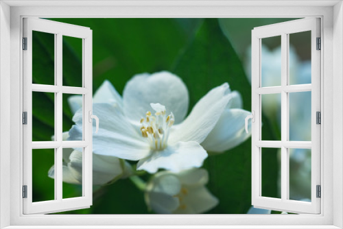 Fototapeta Naklejka Na Ścianę Okno 3D - apple tree flowers photo
