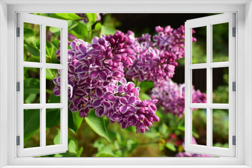 Fototapeta Naklejka Na Ścianę Okno 3D -  blooming violet lilac sensation in spring season