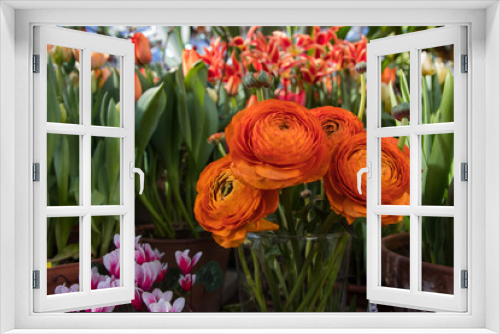 Fototapeta Naklejka Na Ścianę Okno 3D - Flowers Asian Buttercup Ranunculus. Beautiful bouquet of orange Ranunculus