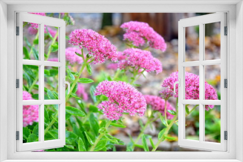 Fototapeta Naklejka Na Ścianę Okno 3D - Home Garden Park Pink Flowers Planting and Gardening Background Stock Photo