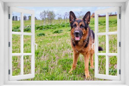 Fototapeta Naklejka Na Ścianę Okno 3D - Dog German Shepherd in a green field in a summer