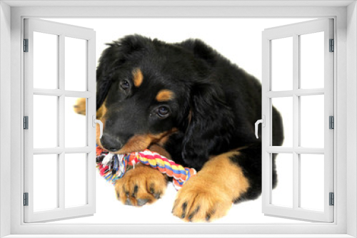 Fototapeta Naklejka Na Ścianę Okno 3D - Cute puppy