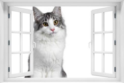 Fototapeta Naklejka Na Ścianę Okno 3D - Cute black silver bicolor spotted tabby Norwegian Forest cat kitten, sitting up facing front. Looking up beside camera with green / yellow eyes. Isolated on white background. Tail beside body.