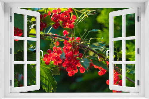 Fototapeta Naklejka Na Ścianę Okno 3D - Red currants