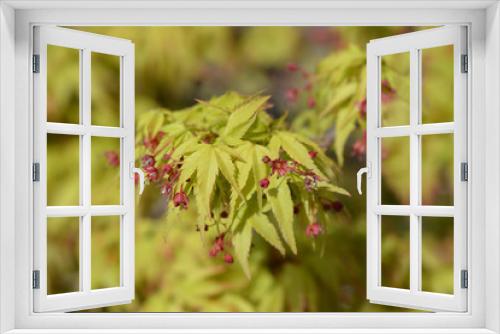 Fototapeta Naklejka Na Ścianę Okno 3D - Kiyo Hime Japanese Maple