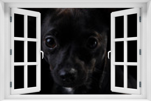 Fototapeta Naklejka Na Ścianę Okno 3D - Puppy dog