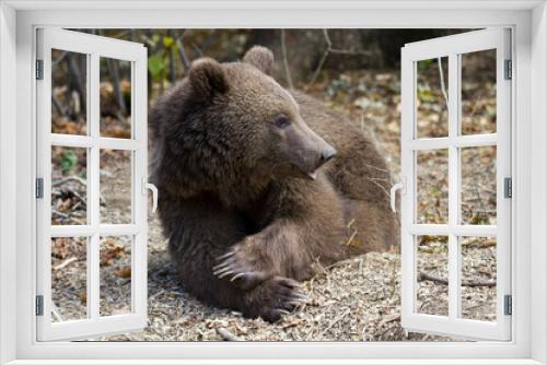 Fototapeta Naklejka Na Ścianę Okno 3D - Ein liegender Bär freigestellt in der Seiteansicht in der rumänischen Bärenauffangstation in Zarnestin 