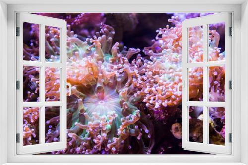 Fototapeta Naklejka Na Ścianę Okno 3D - Coral reef, underwater