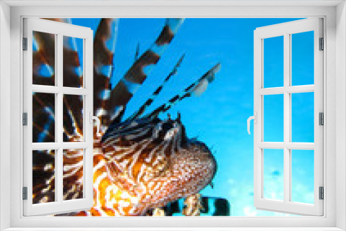 Fototapeta Naklejka Na Ścianę Okno 3D - Underwater world in deep water in coral reef and plants flowers flora in blue world marine wildlife, travel nature beauty exploration in diving trip,adventures recreation dive. Fish, corals,creatures