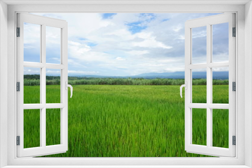 Fototapeta Naklejka Na Ścianę Okno 3D - beautiful green rice fields