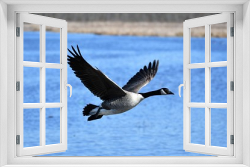 Fototapeta Naklejka Na Ścianę Okno 3D - カナダグース　Canada　Goose