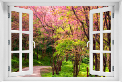 Fototapeta Naklejka Na Ścianę Okno 3D - Cherry blossom blooming n Thaland