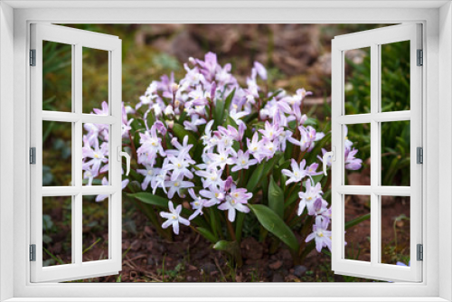 Fototapeta Naklejka Na Ścianę Okno 3D - pink Chionodoxa Flowers in spring garden
