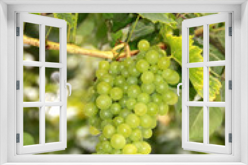 Fototapeta Naklejka Na Ścianę Okno 3D - Weisse Weintrauben im Sonnenlicht