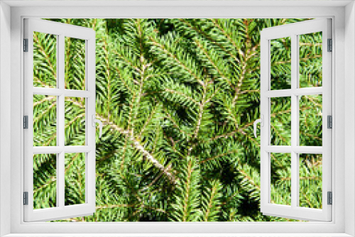 Fototapeta Naklejka Na Ścianę Okno 3D - Green Christmas fir tree branches (background)