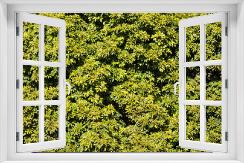 Fototapeta Naklejka Na Ścianę Okno 3D - Fondo natural hojas verdes